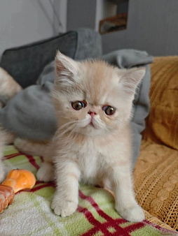Котята короткошерстных персидских экзотов