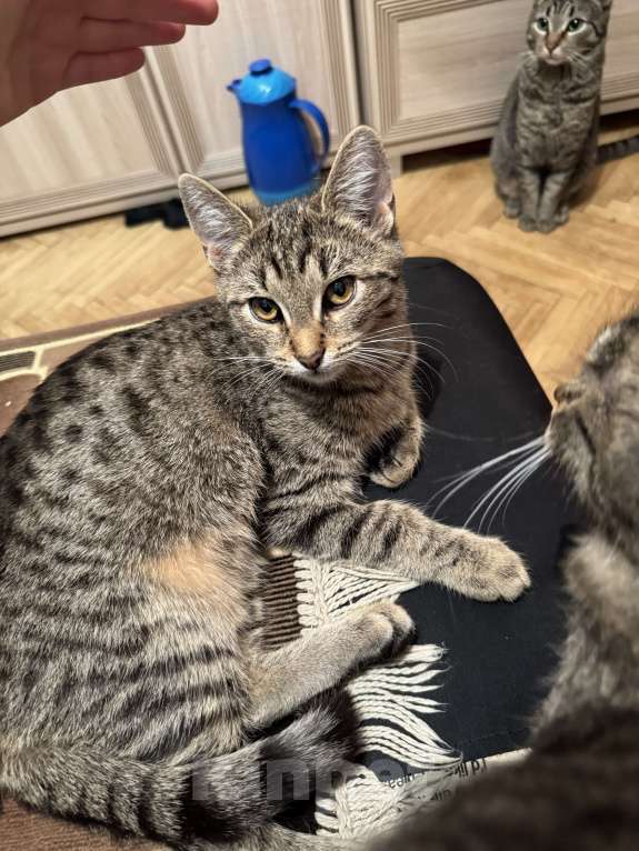 Кошки в Москве: Кошечка Флора ищет добрые руки Девочка, Бесплатно - фото 8