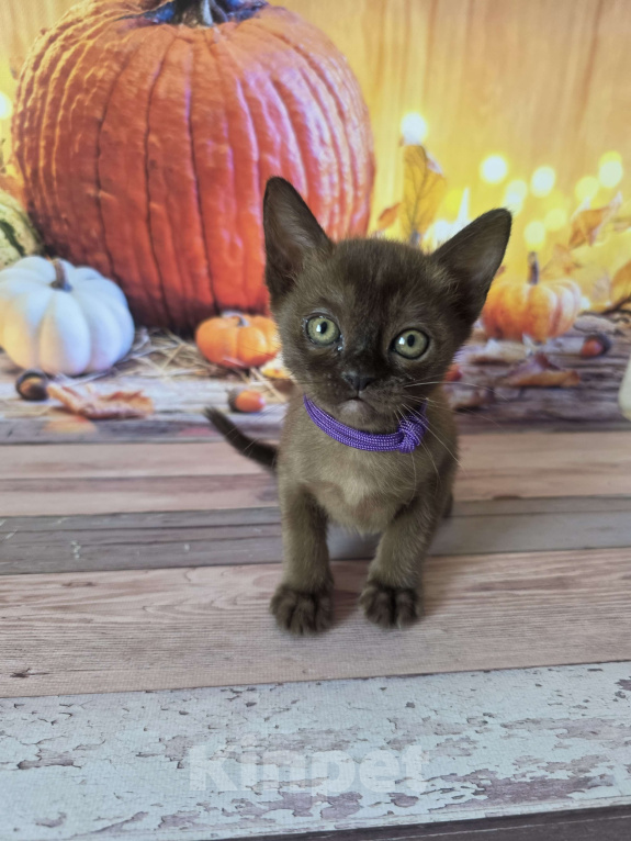 Кошки в других городах Ленинградской области: Бурманские котята Мальчик, 40 000 руб. - фото 6