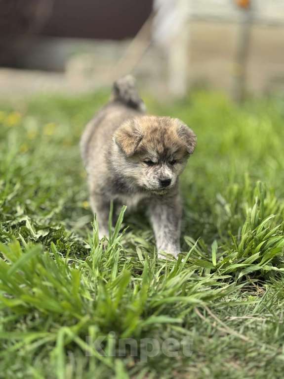Собаки в Новосибирске: Шикарный тигренок-акитенок Мальчик, 80 000 руб. - фото 3
