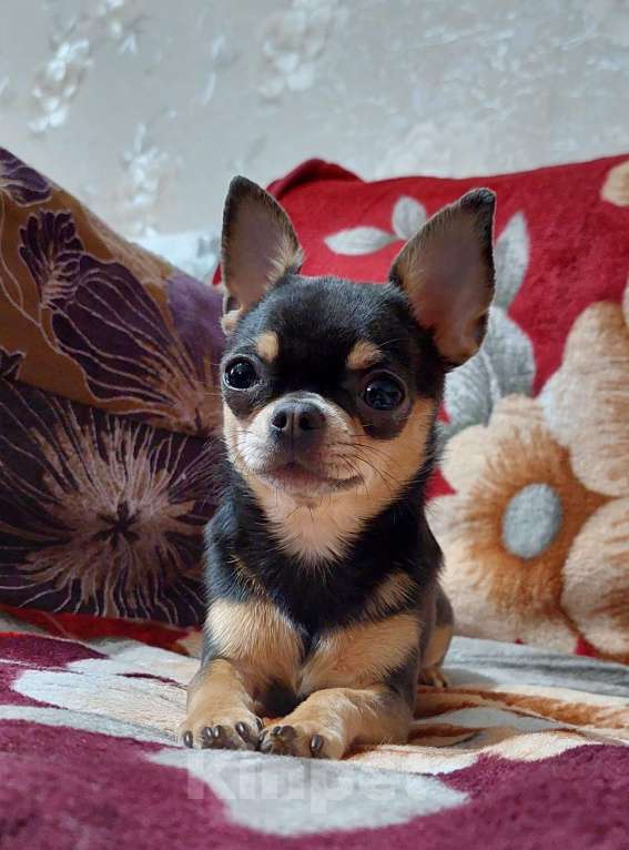 Собаки в Омске: Девочка чихуахуа Девочка, Бесплатно - фото 10
