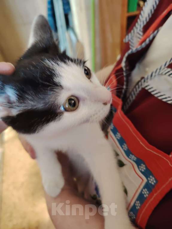 Кошки в Москве: Отдам в хорошие руки Мальчик, Бесплатно - фото 2