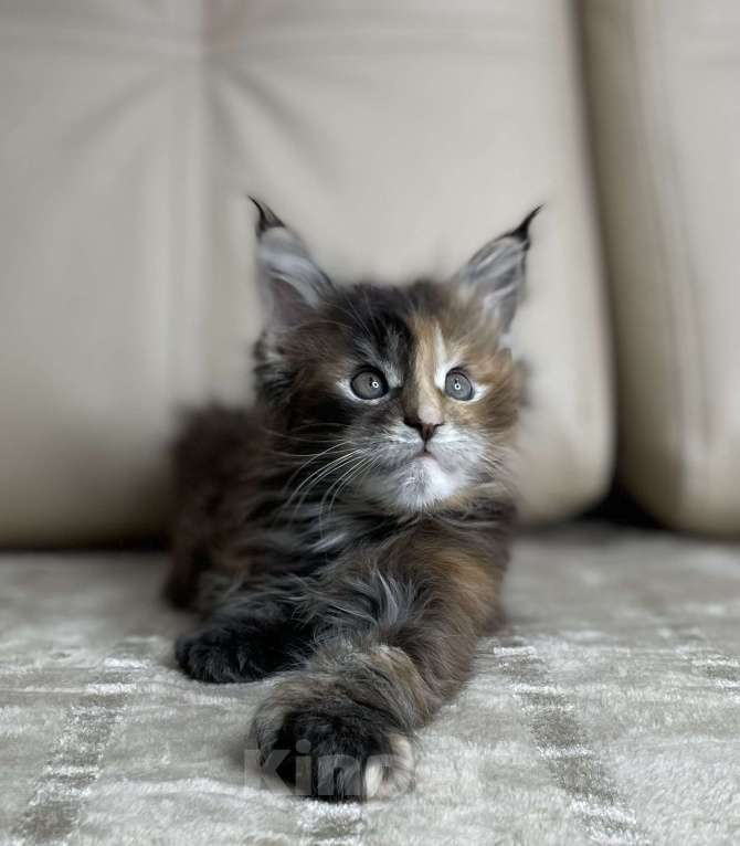 Кошки в Москве: Котята мейн-кун / 2 меяца Девочка, 79 990 руб. - фото 2