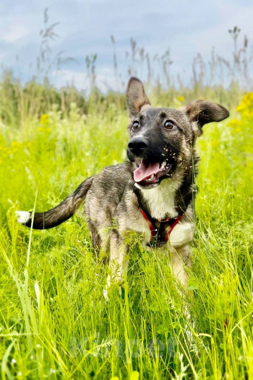 Собаки в Москве: ВЕСНУШКА. Нежная рыжая красотка. Девочка, 1 руб. - фото 2