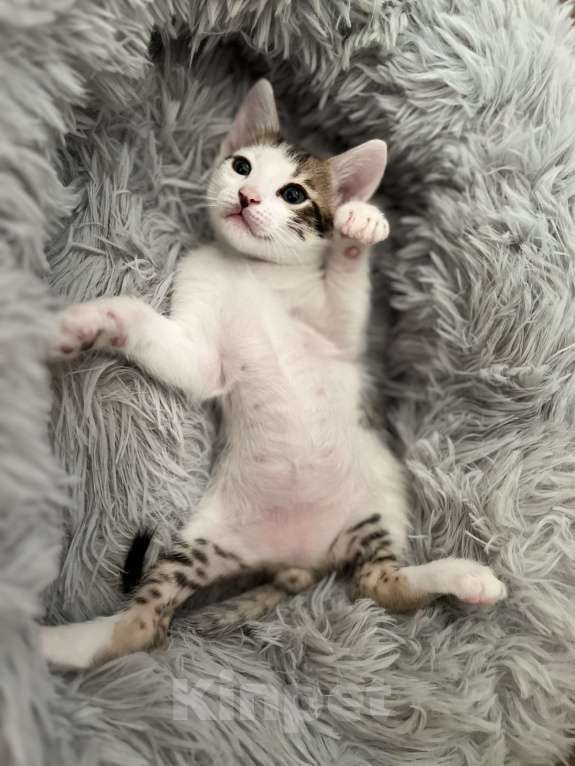 Кошки в Нижнем Новгороде: Котик в добрые руки  Мальчик, Бесплатно - фото 2