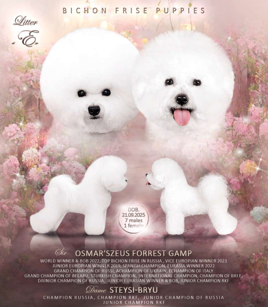 Собаки в Омске: Готовы к переезду щенки Бишон-фризе Мальчик, Бесплатно - фото 5