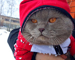 Кошки в Белгороде: Вязка, 1 300 руб. - фото 3