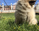 Собаки в Ижевске: Вязка шпица, 3 000 руб. - фото 2