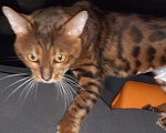 Кошки в Сарове: Вязка, 5 000 руб. - фото 4