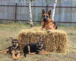 Собаки в Челябинске: В продаже щенки немецкой овчарки, 45 000 руб. - фото 4