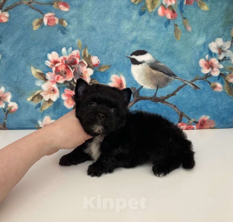 Собаки в Москве: Чёрный йорк мальчик бэби фейс Мальчик, 80 000 руб. - фото 4
