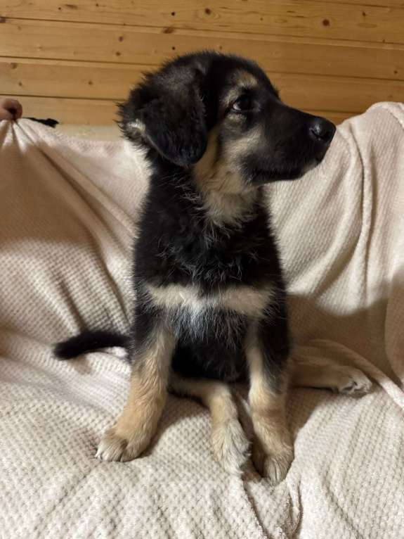 Собаки в Пушкино: Щенок девочка ищет дом! Девочка, Бесплатно - фото 6