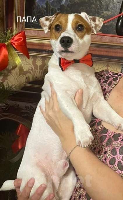 Собаки в Москве: ПРОДАМ ЩЕНКОВ ПОРОДЫ ДЖЕК РАССЕЛ ТЕРЬЕР Мальчик, 25 000 руб. - фото 6