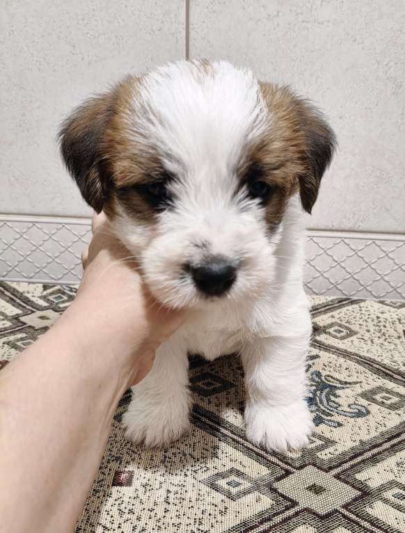 Собаки в Москве: Высокопородные щенки Джек Рассел терьера Мальчик, Бесплатно - фото 5