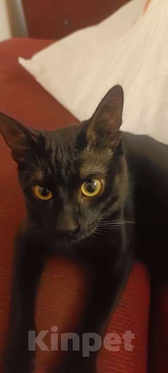 Кошки в Волгограде: Ищу коту новый дом Мальчик, Бесплатно - фото 2