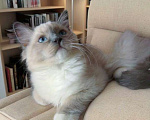 Кошки в Москве: Роскошный мальчик Рэгдолл 3 мес Мальчик, 100 000 руб. - фото 3