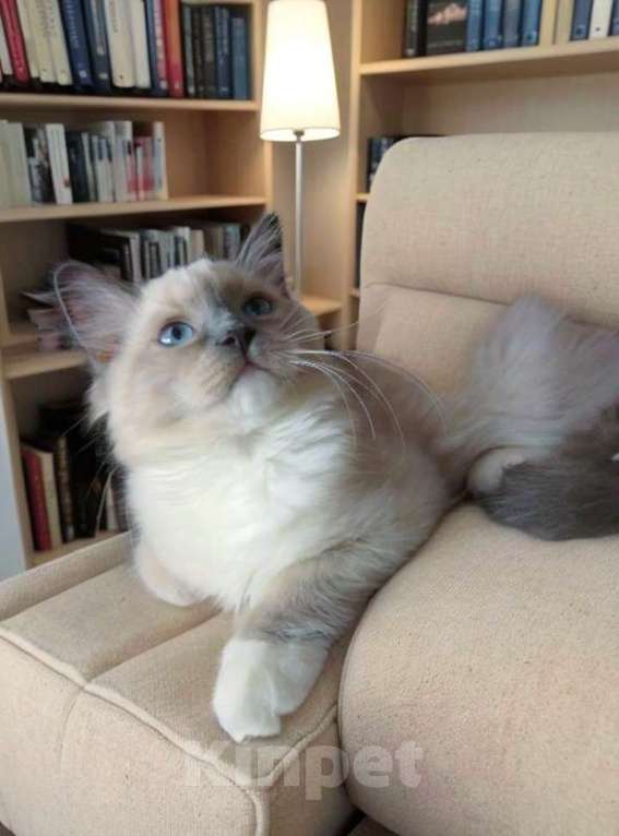 Кошки в Москве: Роскошный мальчик Рэгдолл 3 мес Мальчик, 100 000 руб. - фото 3