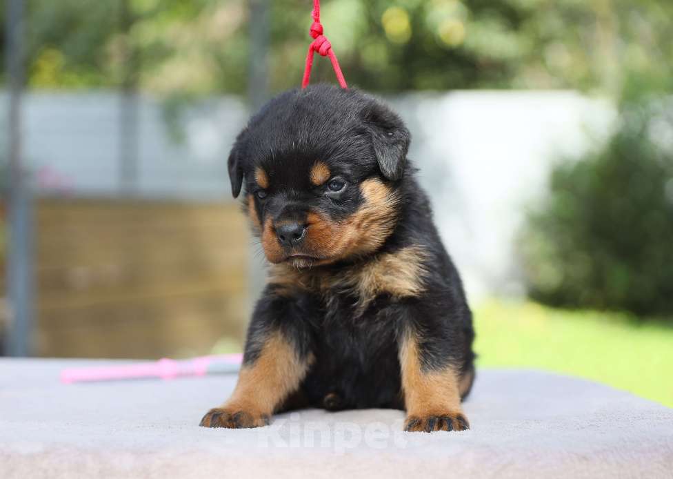 Собаки в Рязани: Щенки ротвейлера  Мальчик, 50 000 руб. - фото 3