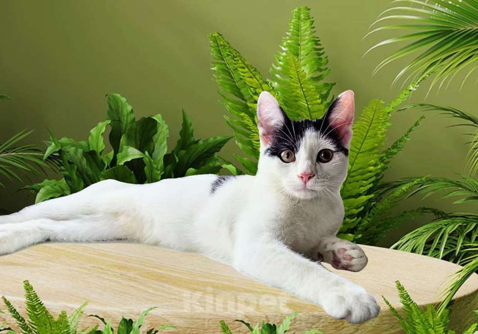 Кошки в других городах Московской области: Федя Мальчик, Бесплатно - фото 5