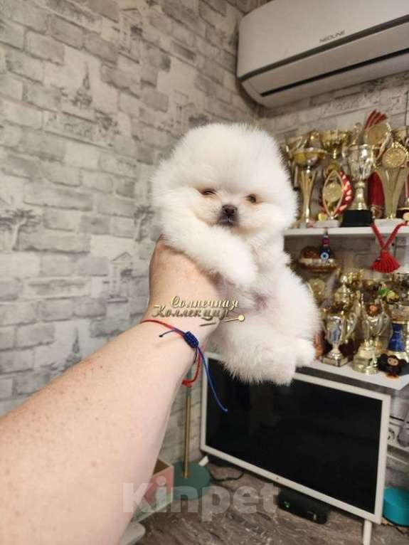 Собаки в Москве: Супер мишка 100% померанский шпиц мини Мальчик, Бесплатно - фото 3