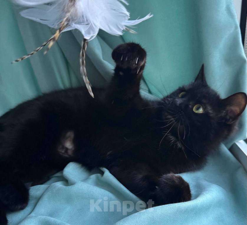 Кошки в Москве: Кошка Багира ищет дом Девочка, Бесплатно - фото 3