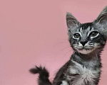 Кошки в Москве: Котенок с Мальдивской помойки ищет дом Мальчик, Бесплатно - фото 3