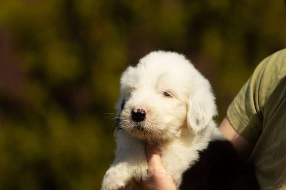 Собаки в других городах Московской области: Щенок бобтейла / староанглийской овчарки Мальчик, 100 000 руб. - фото 2