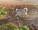 Собаки в Самаре: Ищет дом Девочка, Бесплатно - фото 1