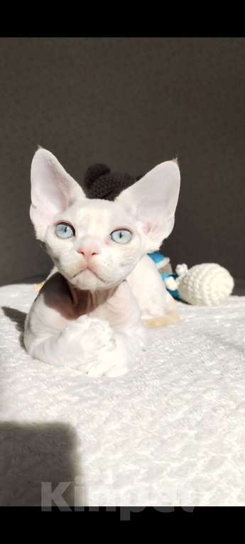 Кошки в Москве: Котенок Девон рекс Мальчик, 60 000 руб. - фото 7