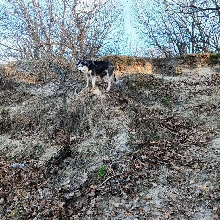 Собаки в Москве: Малыш Сибирский хаски в добрые руки Мальчик, Бесплатно - фото 8