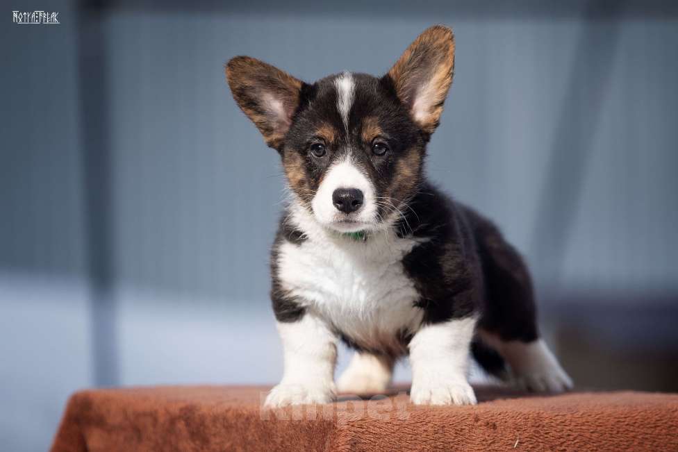 Собаки в Москве: Мальчик коржик Мальчик, Бесплатно - фото 4