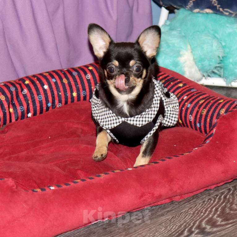 Собаки в Москве: Девочка чихуахуа Девочка, 55 000 руб. - фото 5