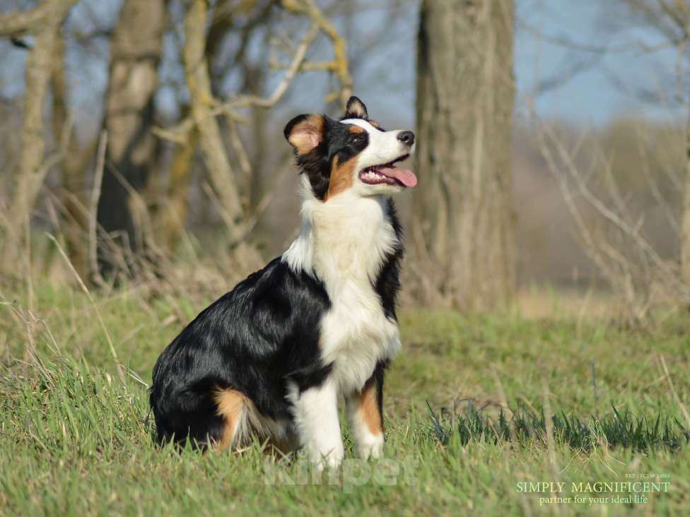 Собаки в других городах Московской области: Щенок австралийской овчарки Девочка, Бесплатно - фото 3