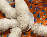 Собаки в Салавате: Мальчики бишонята  Мальчик, 60 000 руб. - фото 5