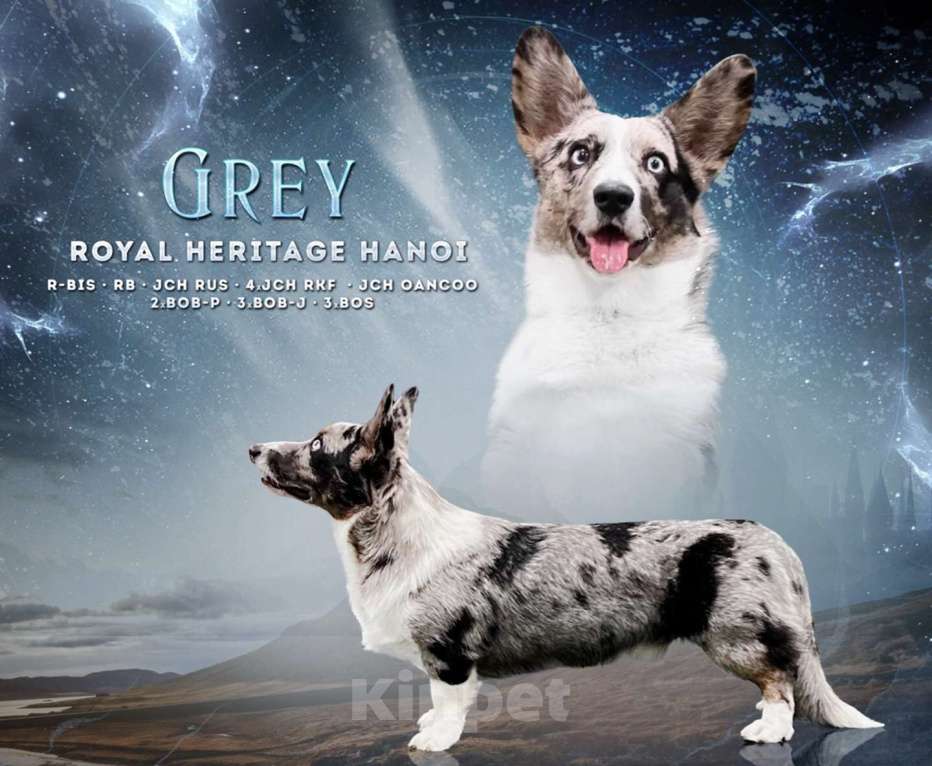 Собаки в Мытищах: Вязка Корги Кардиган(Юный Чемпион России) Мальчик, Бесплатно - фото 3