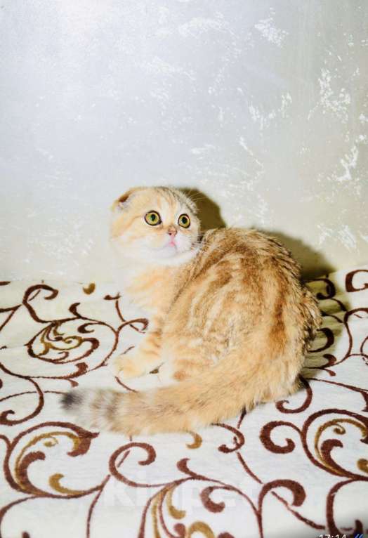 Кошки в Москве: Золотая мраморная шиншилла  Девочка, 40 000 руб. - фото 4