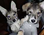 Собаки в Сургуте: Мальчик и 2 девочки Мальчик, Бесплатно - фото 2