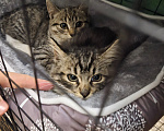 Кошки в Москве: Котёнок в добрые руки Девочка, Бесплатно - фото 7