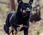 Собаки в Москве: Амина Девочка, Бесплатно - фото 1
