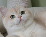 Кошки в Санкт-Петербурге: Британская голубая золотая шиншилла Девочка, 150 000 руб. - фото 1