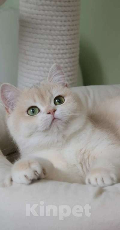 Кошки в Санкт-Петербурге: Британская голубая золотая шиншилла Девочка, 150 000 руб. - фото 1