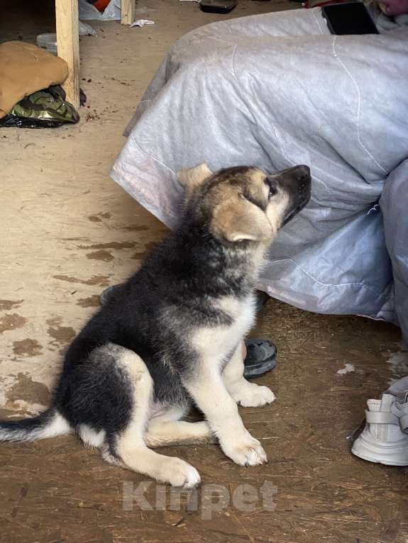 Собаки в других городах Московской области: Ищем новую семью Мальчик, Бесплатно - фото 5