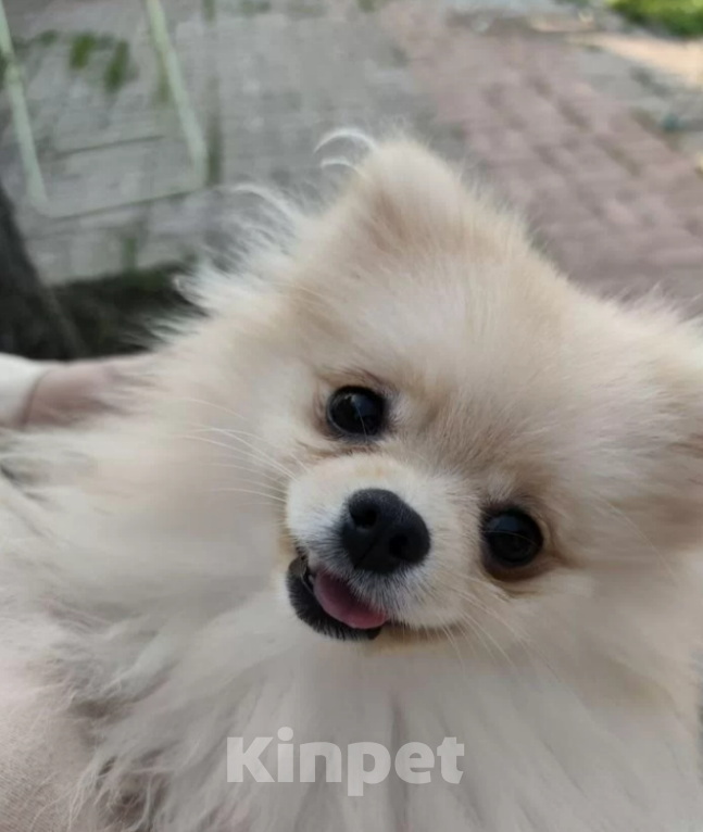 Собаки в Самаре: Щенки шпица мальчики Мальчик, 30 000 руб. - фото 2