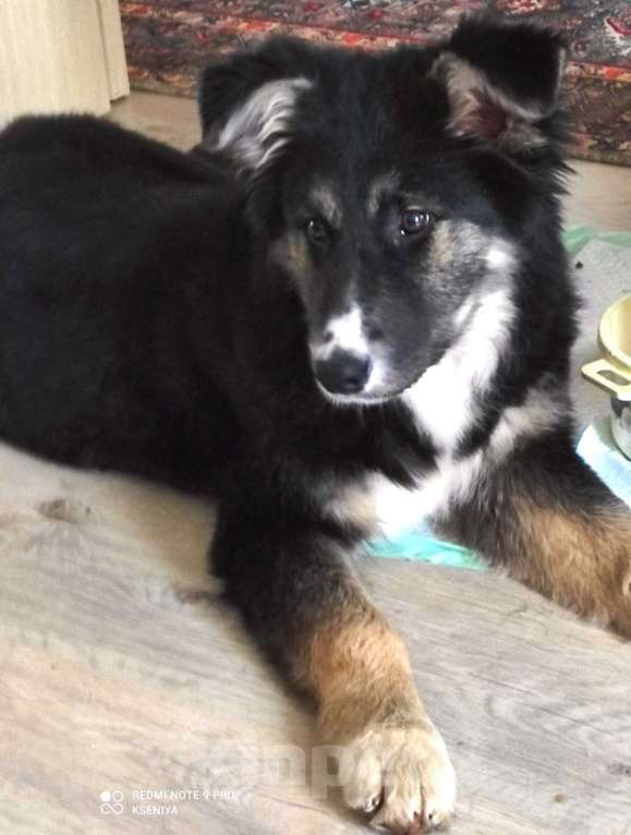 Собаки в других городах Московской области: Пушистый медвежонок по имени Мишка Девочка, 800 руб. - фото 2