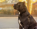 Собаки в Краснодаре: Кане-корсо вязка Мальчик, 25 000 руб. - фото 6