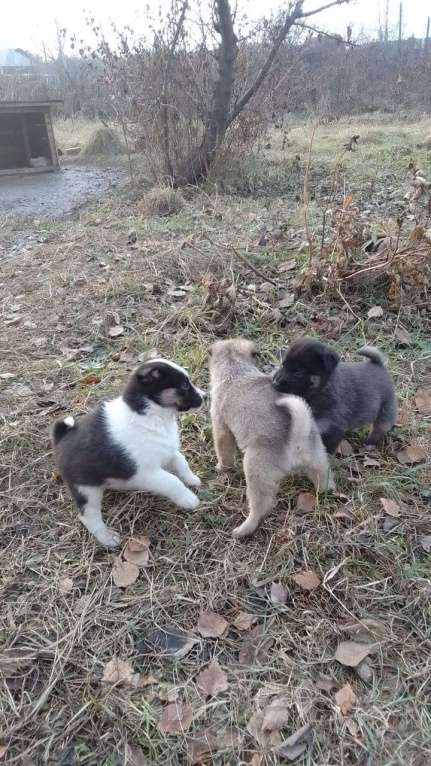 Собаки в Мыске: Щенок лайки Мальчик, Бесплатно - фото 3