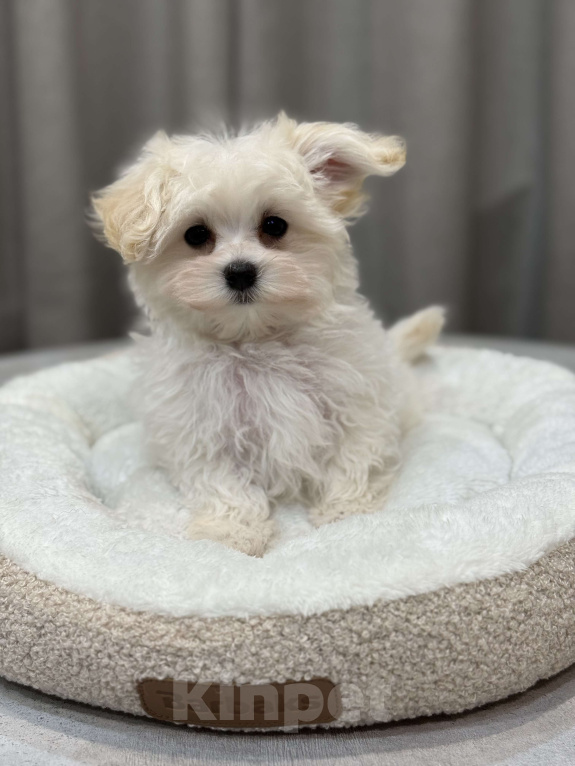 Собаки в Москве: Мальтипу, мальчик Мальчик, Бесплатно - фото 4