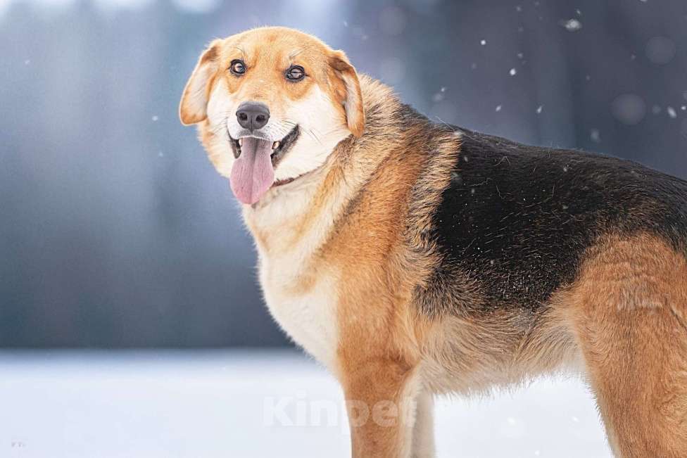 Собаки в Клине: Рэй — резвый пёсик Мальчик, Бесплатно - фото 7