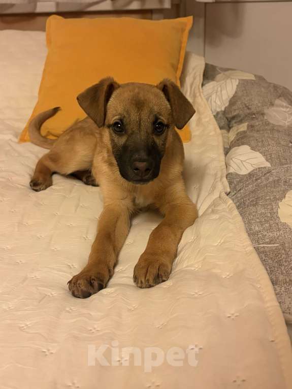 Собаки в Москве: Ласковый малыш в добрые руки ! Мальчик, Бесплатно - фото 1