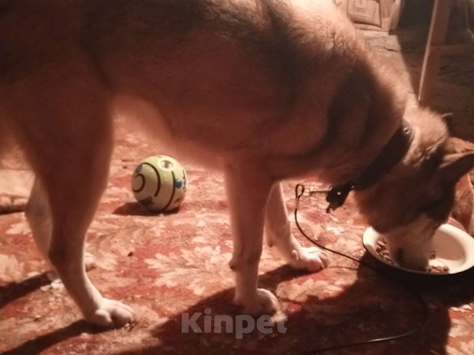 Собаки в Мур: Найдена собака Девочка, Бесплатно - фото 8